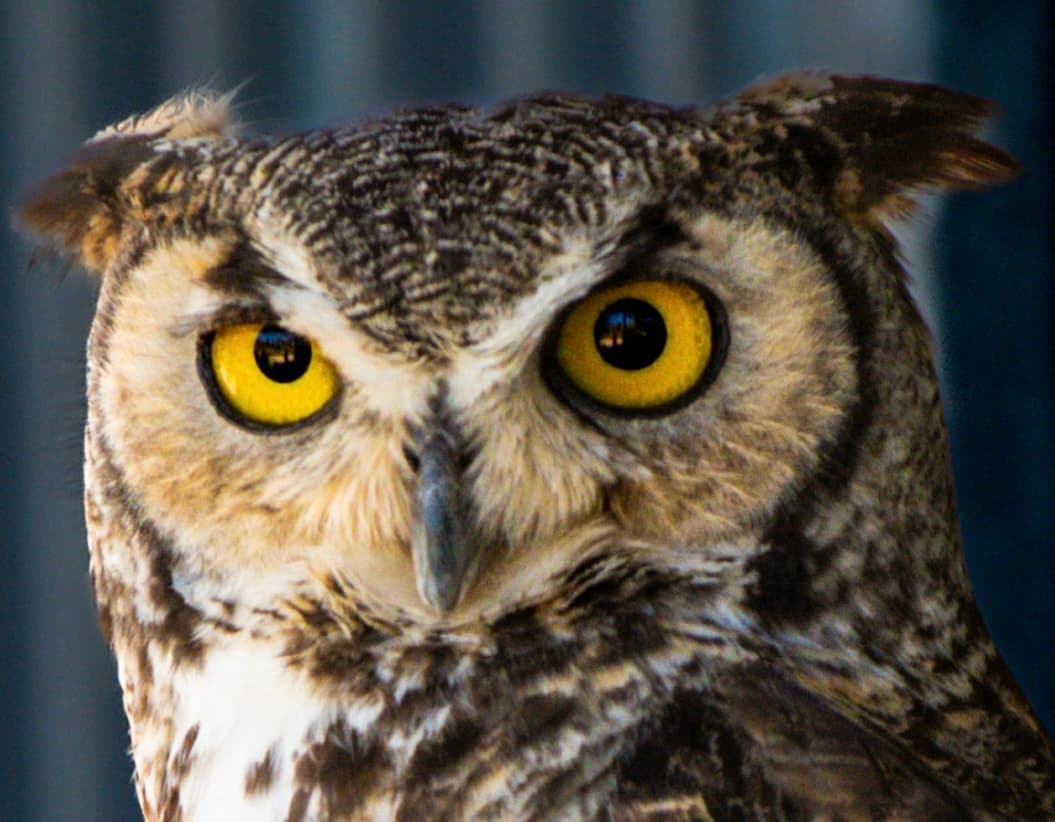 Kingdom — Wildlife Portraits. Texas & United States. Fine art photography by Aaron B. Alford Sr.