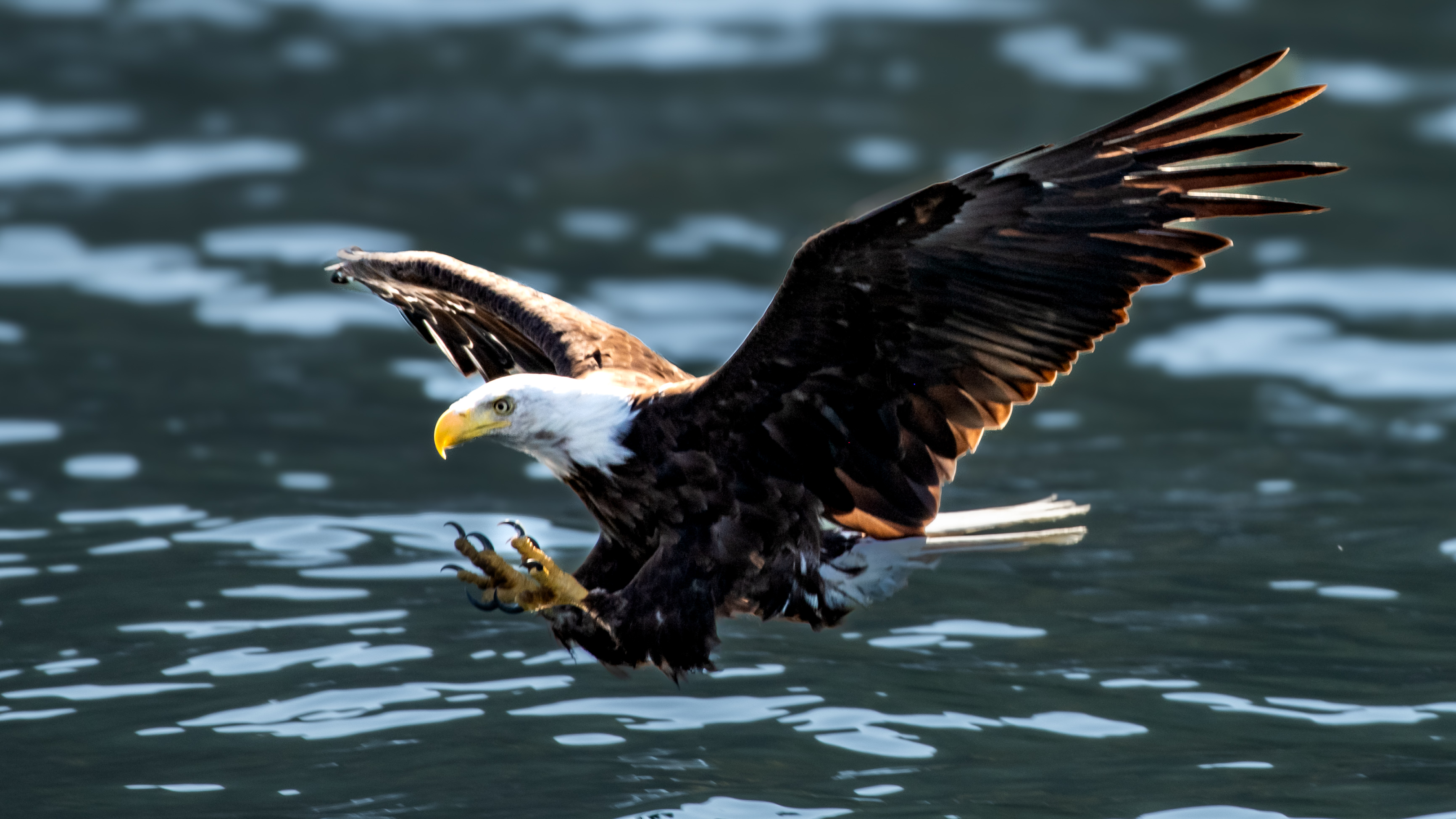 Apex Predator — Bald Eagles of Alaska & British Columbia. Fine art photography by Aaron B. Alford Sr..