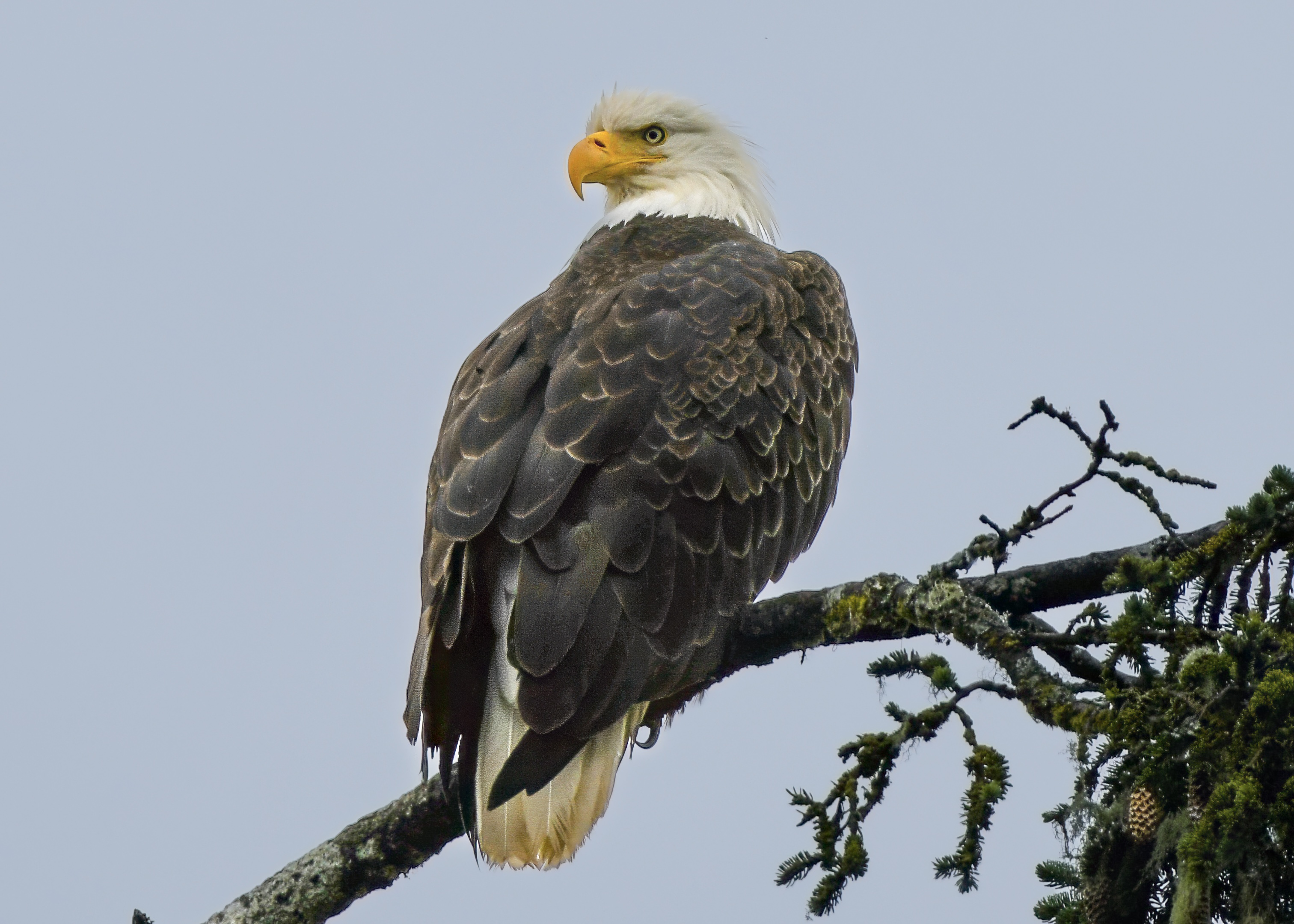 Apex Predator — fine art photograph 10 of 18. Bald Eagles of Alaska & British Columbia. Alaska & British Columbia, Canada. By Aaron B. Alford Sr.