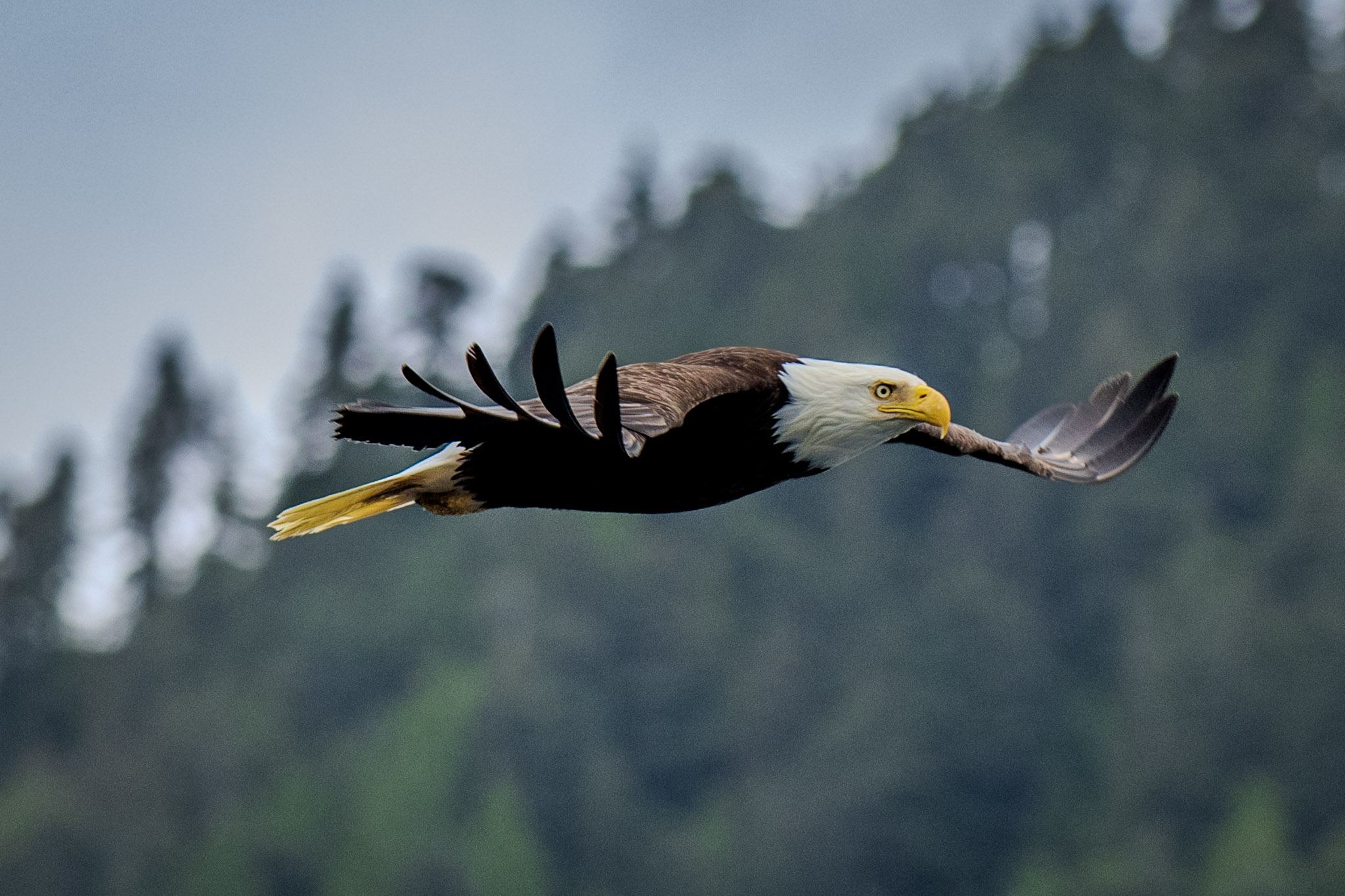 Apex Predator — fine art photograph 13 of 18. Bald Eagles of Alaska & British Columbia. Alaska & British Columbia, Canada. By Aaron B. Alford Sr.
