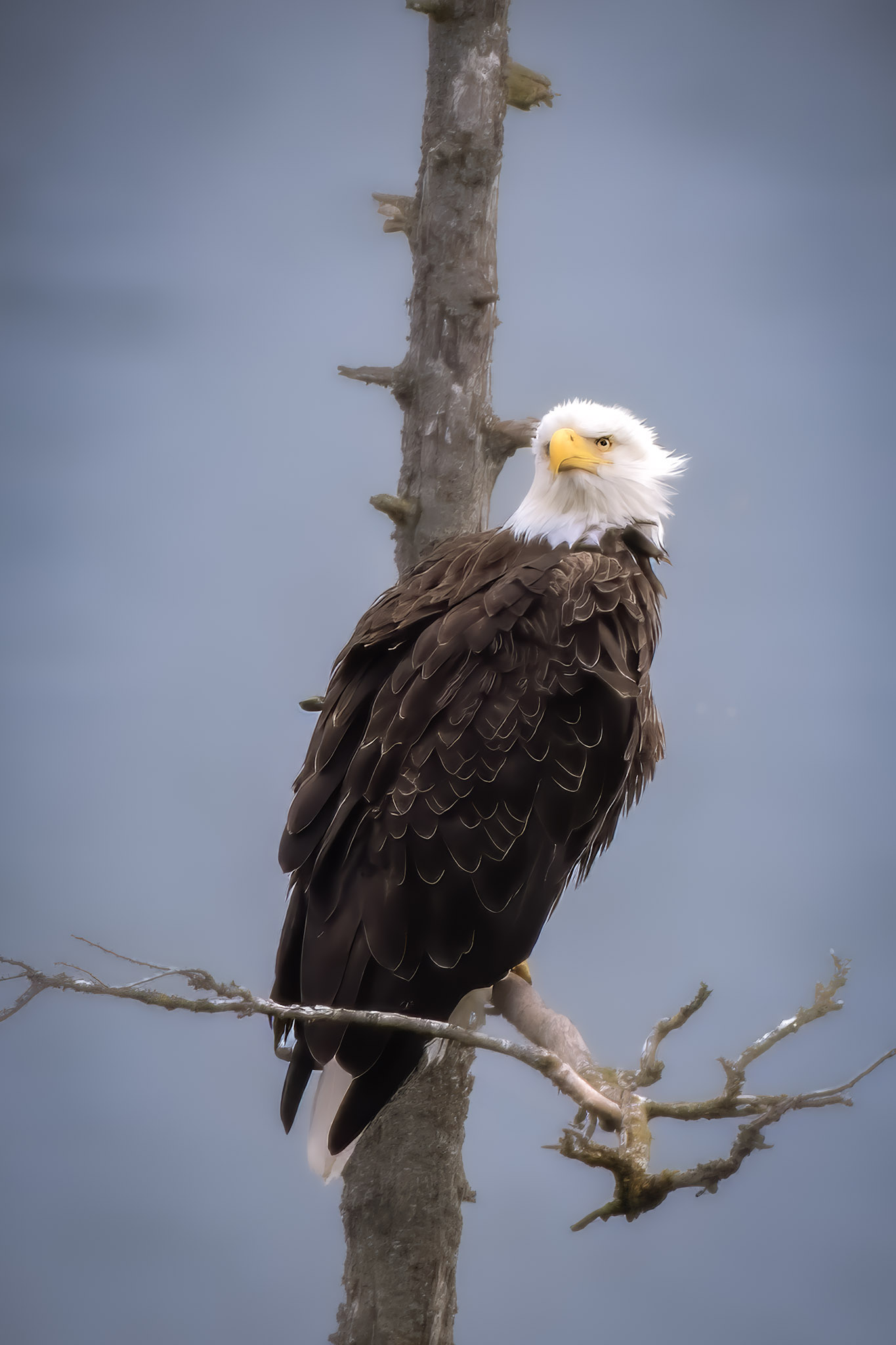 Apex Predator — fine art photograph 14 of 18. Bald Eagles of Alaska & British Columbia. Alaska & British Columbia, Canada. By Aaron B. Alford Sr.