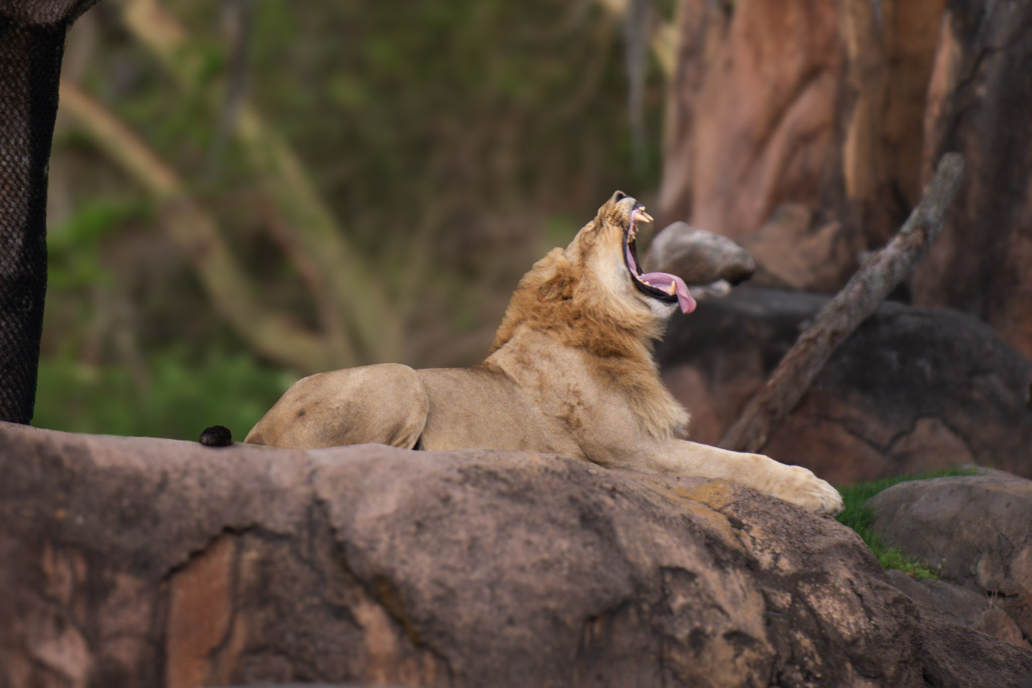 Kingdom — fine art photograph 9 of 11. Wildlife Portraits. Texas & United States. By Aaron B. Alford Sr.