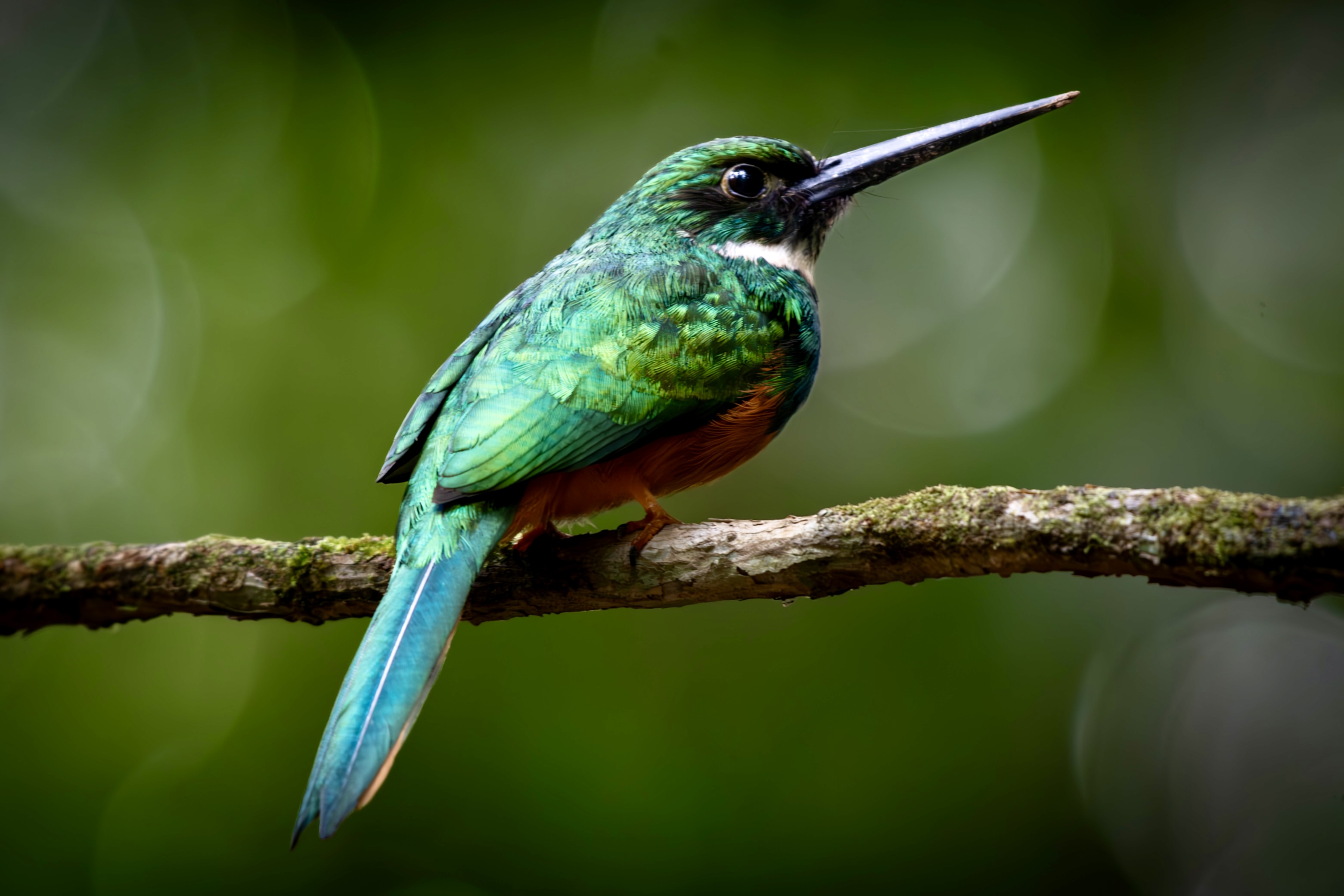 Neotropical — Rainforest Birds & Wildlife of Belize. Fine art photography by Aaron B. Alford Sr..