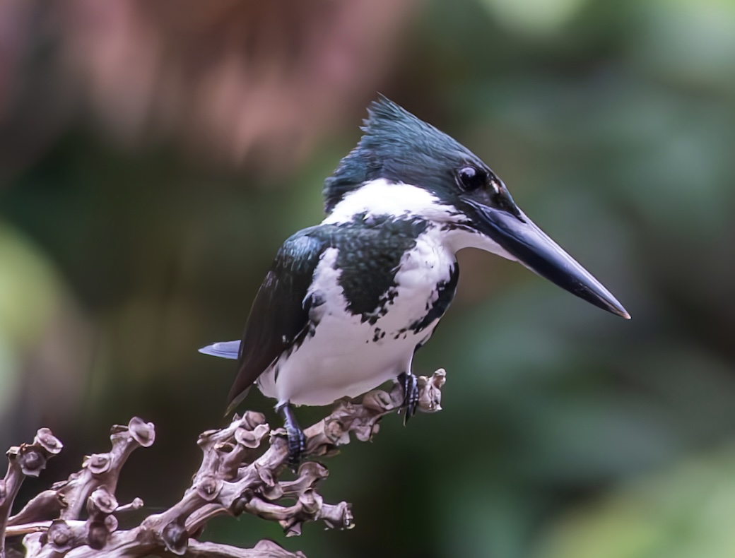 Neotropical — fine art photograph 7 of 8. Rainforest Birds & Wildlife of Belize. Belize. By Aaron B. Alford Sr.