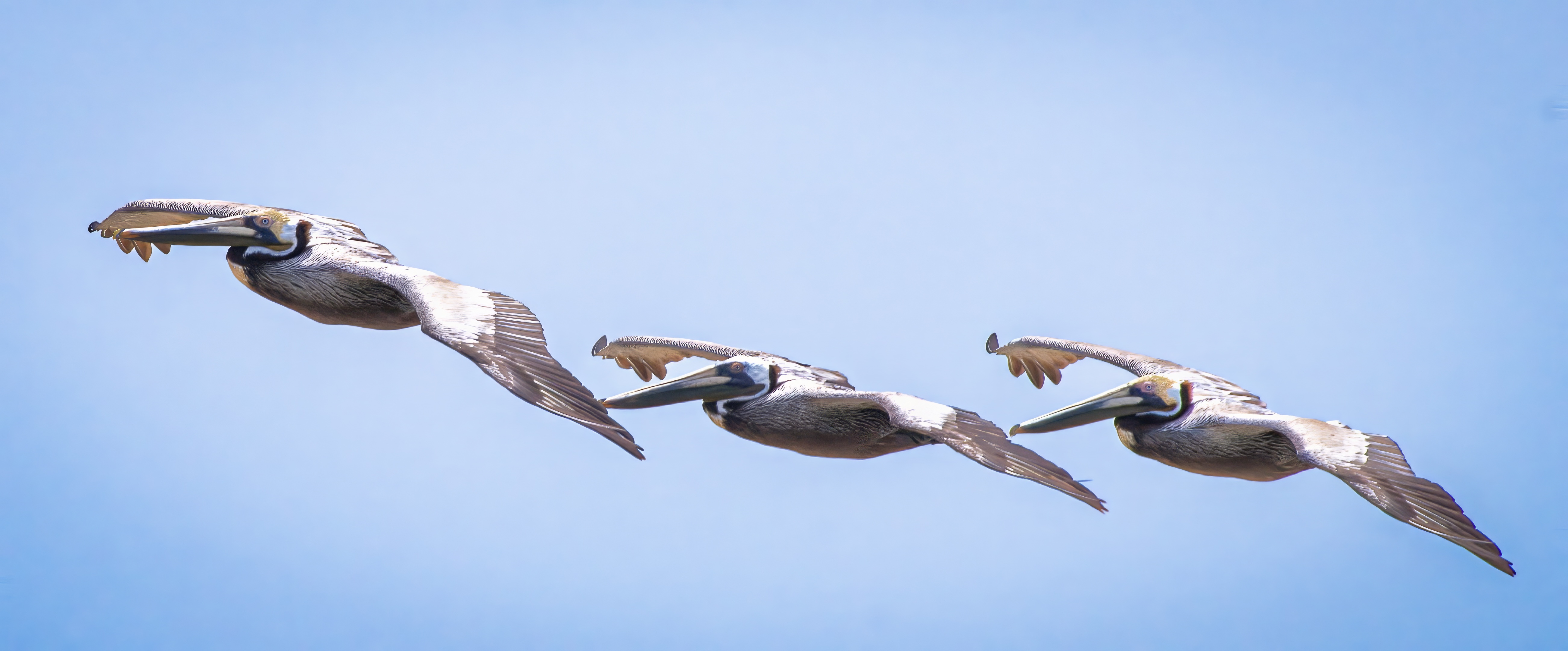 Plumage — fine art photograph 9 of 15. Wading Birds of the Texas Coast. Texas Gulf Coast. By Aaron B. Alford Sr.