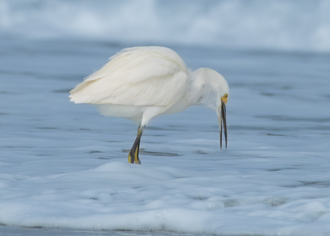 Plumage — fine art photograph 11 of 15. Wading Birds of the Texas Coast. Texas Gulf Coast. By Aaron B. Alford Sr.