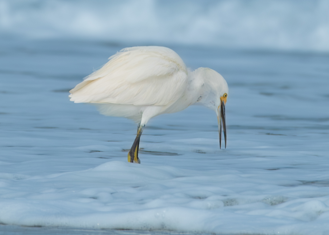 Plumage — fine art photograph 12 of 15. Wading Birds of the Texas Coast. Texas Gulf Coast. By Aaron B. Alford Sr.
