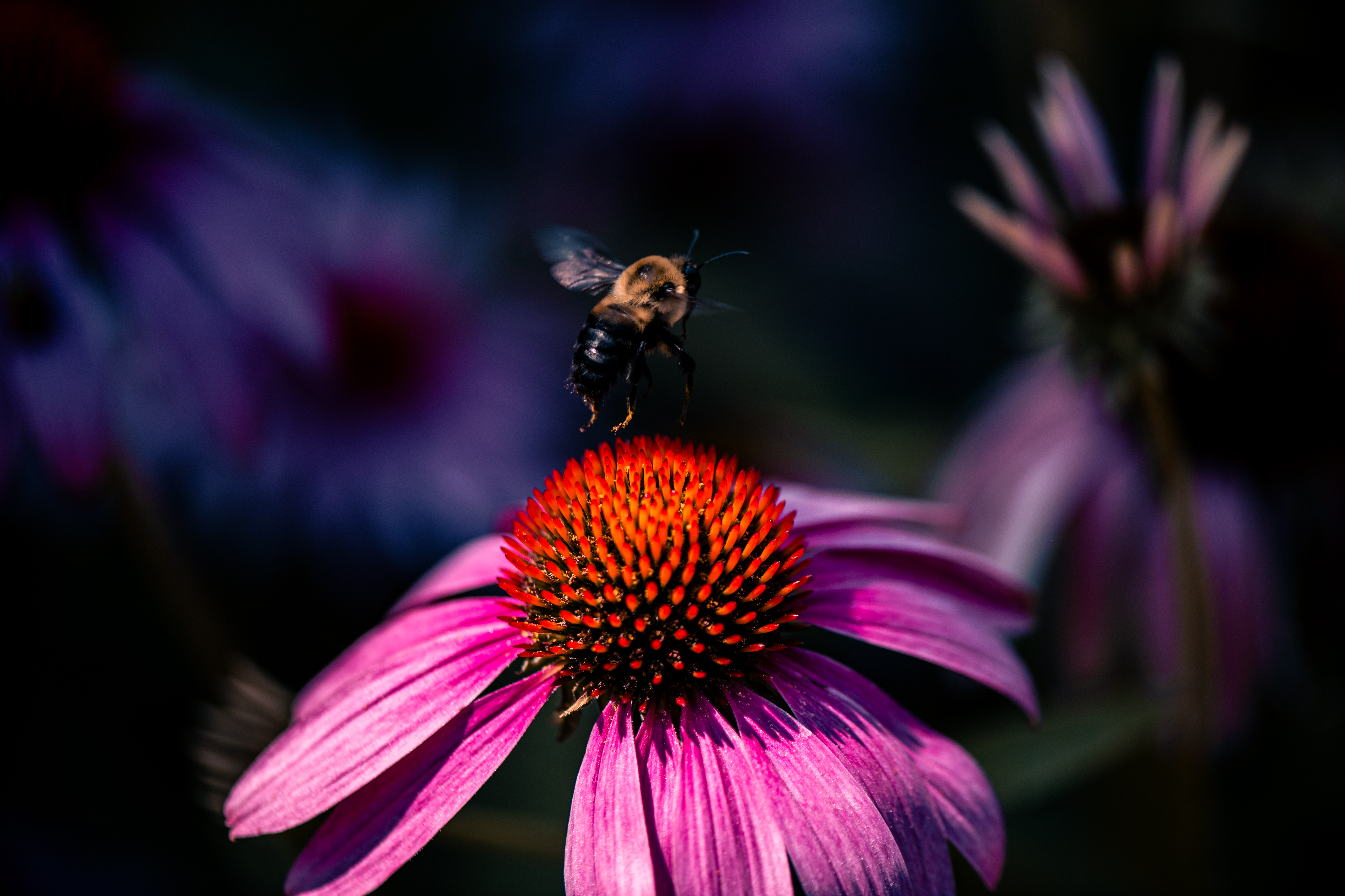 The Pollinators — Macro Portraits of Bees, Butterflies & Dragonflies. Fine art photography by Aaron B. Alford Sr..