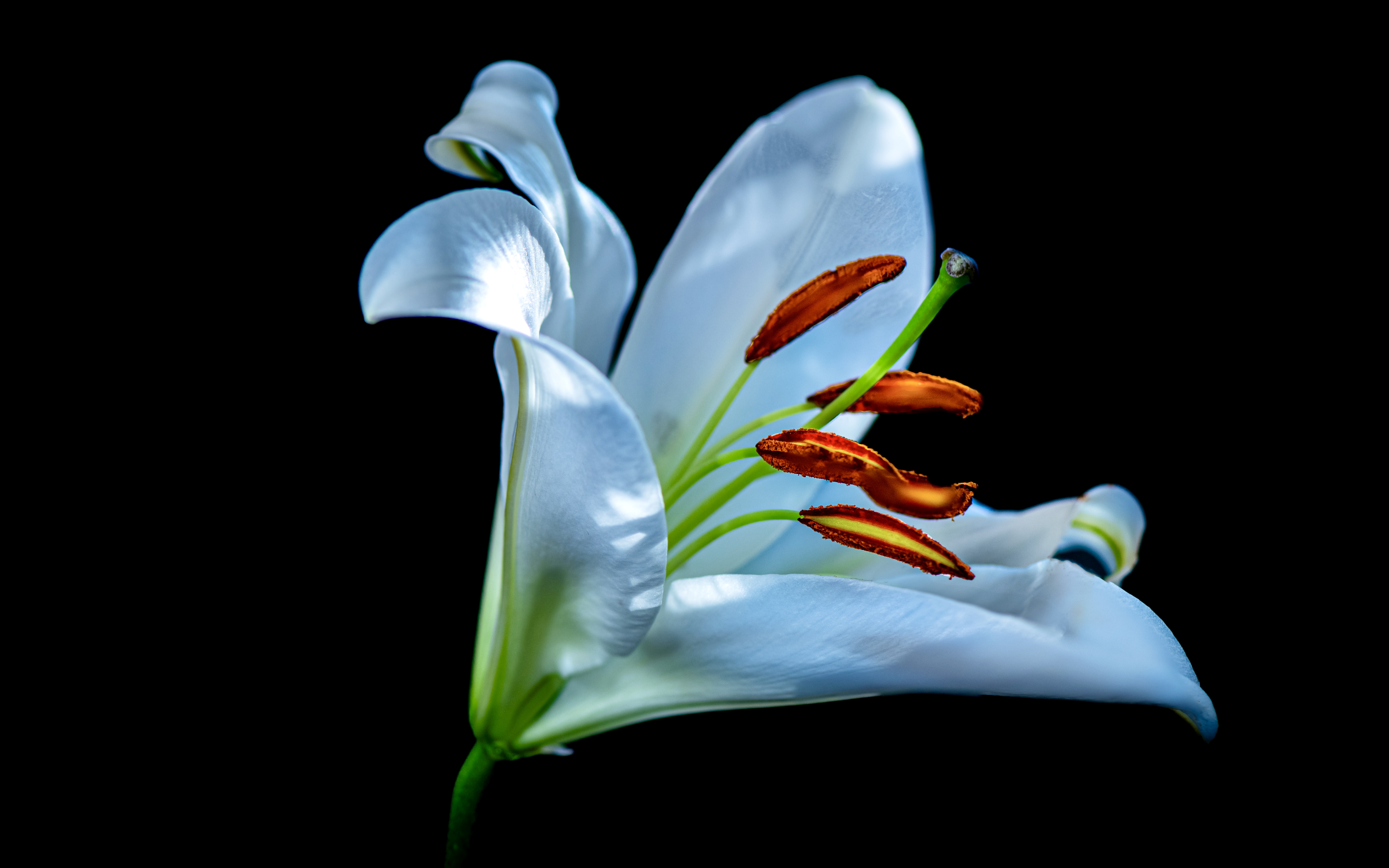 Small Worlds — fine art photograph 7 of 10. Abstract Macro & Studio Photography. Studio — Houston, Texas. By Aaron B. Alford Sr.